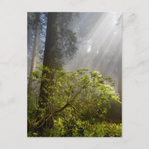 Morning Mist on Rhododendron Postcard