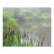 Morning Mist on the Pond