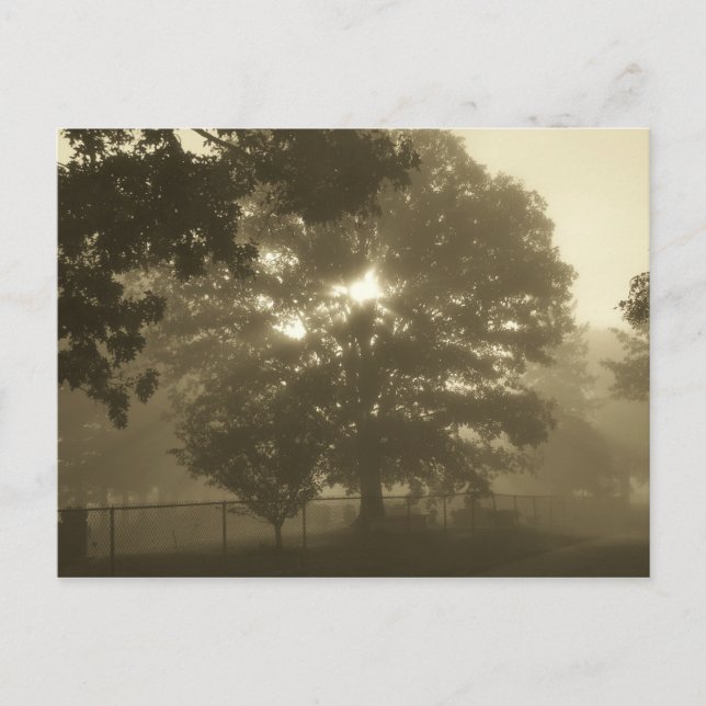 Morning Mist Postcard (Front)