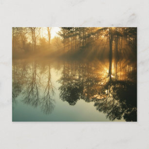 Morning Mist Postcard