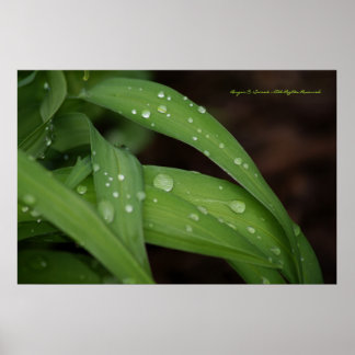 Morning Rain on Perfect Blades of Grass Photograph Poster