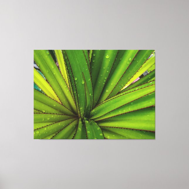 Morning Rain on the Screw Pine Canvas Print (Front)