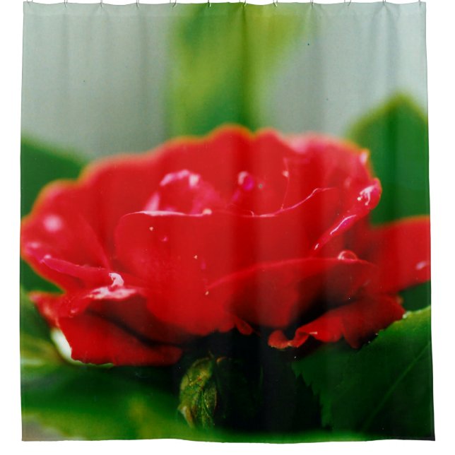 Morning red Rose covered with dew drops  (Front)