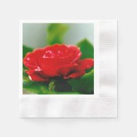 Morning red Rose covered with dew drops 