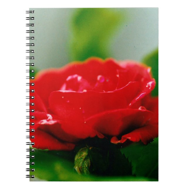 Morning red Rose covered with dew drops  Notebook (Front)