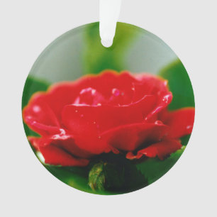 Morning Red Rose covered with dew drops Ornament