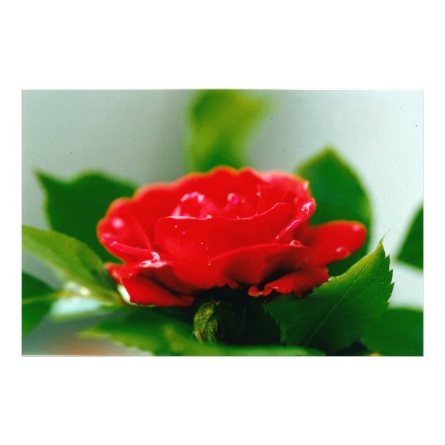 Morning red Rose covered with dew drops Photo Print (Front)