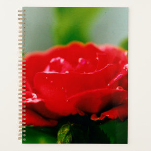 Morning red Rose covered with dew drops Planner