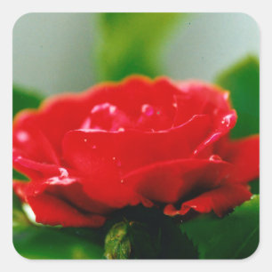 Morning red Rose covered with dew drops Square Sticker