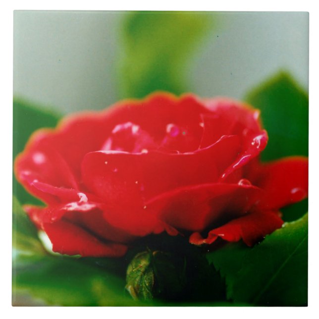Morning red Rose covered with dew drops  Tile (Front)