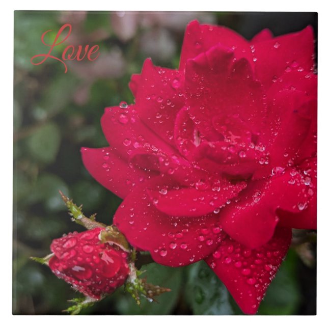 Morning Rose Tile (Front)