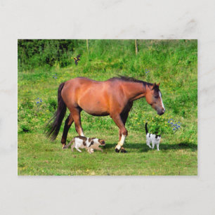 "Morning Stroll" Postcard