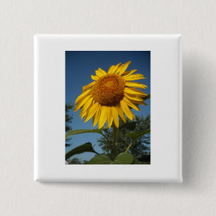 Morning Sunflower 2 Inch Square Button