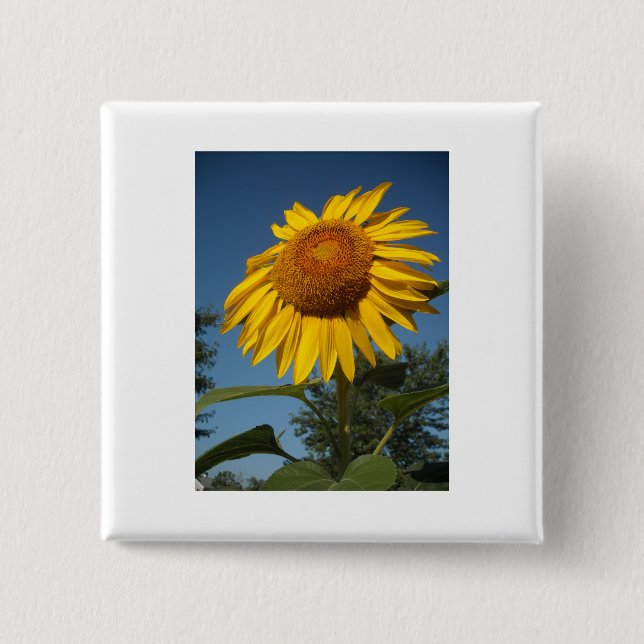 Morning Sunflower 2 Inch Square Button (Front)