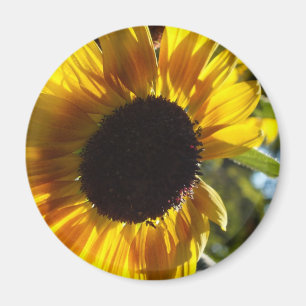Morning Sunflower Customizable Magnet