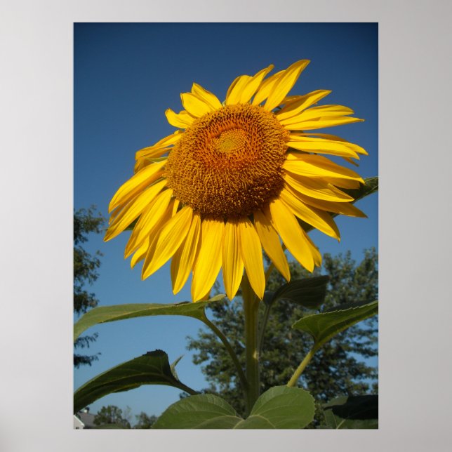 Morning Sunflower Poster (Front)