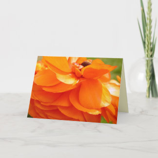 Morning sunlight card