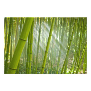 Morning sunlight filtering through bamboo photo print