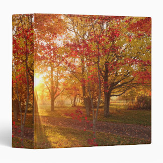 Morning sunlight through fall red maple woods binder