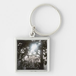 Morning sunlight through foliage of jungle keychain