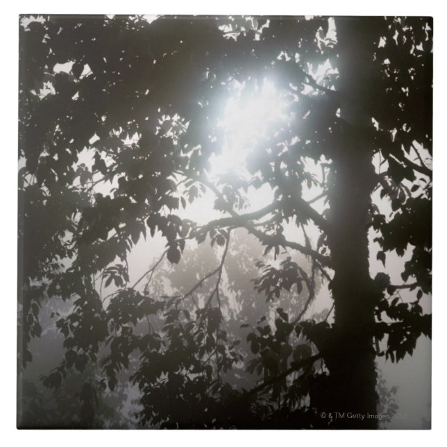 Morning sunlight through foliage of jungle tile (Front)