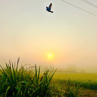 morning  village view poster