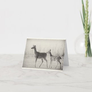 Morning Whitetails Card