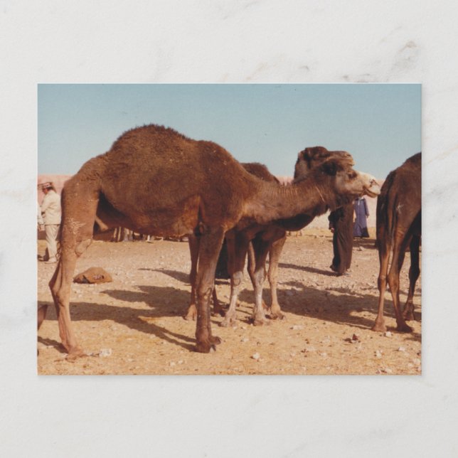 Moroccan Camel Postcard (Front)