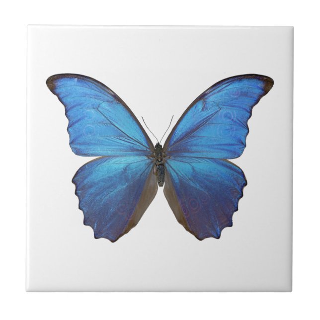 MORPHO DIDIUS D TILE (Front)