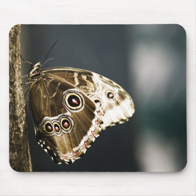 Morpho peleides Mousepad (Front)
