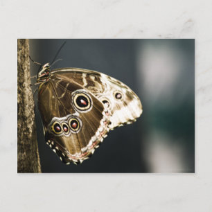 Morpho peleides Postcard
