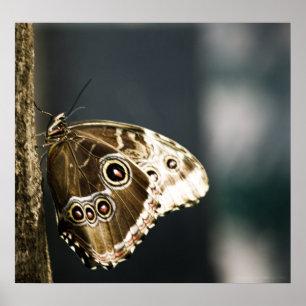 Morpho peleides Print