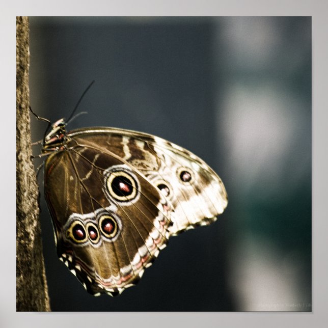 Morpho peleides Print (Front)