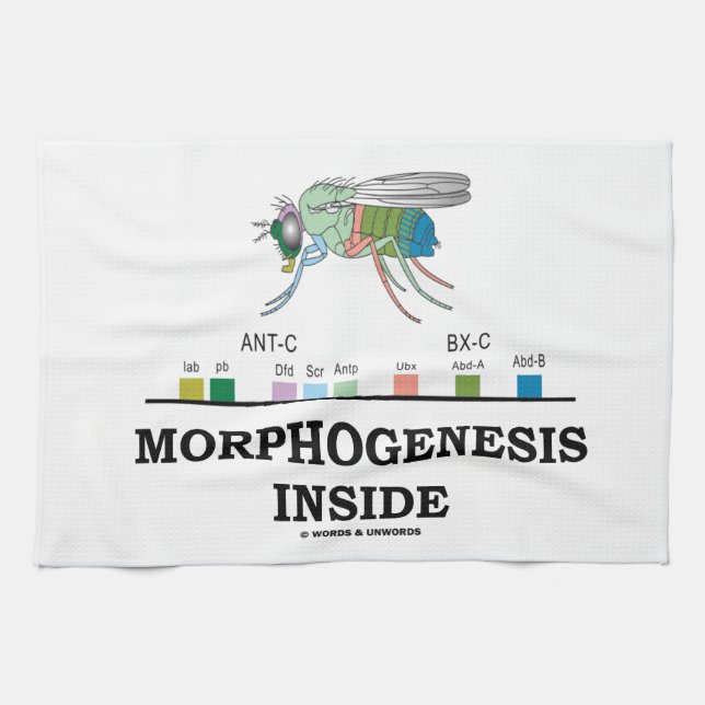 Morphogenesis Inside Drosophila Fruit Fly Genes Kitchen Towel (Horizontal)