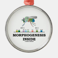 Morphogenesis Inside Drosophila Fruit Fly Genes