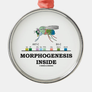 Morphogenesis Inside Drosophila Fruit Fly Genes Metal Ornament