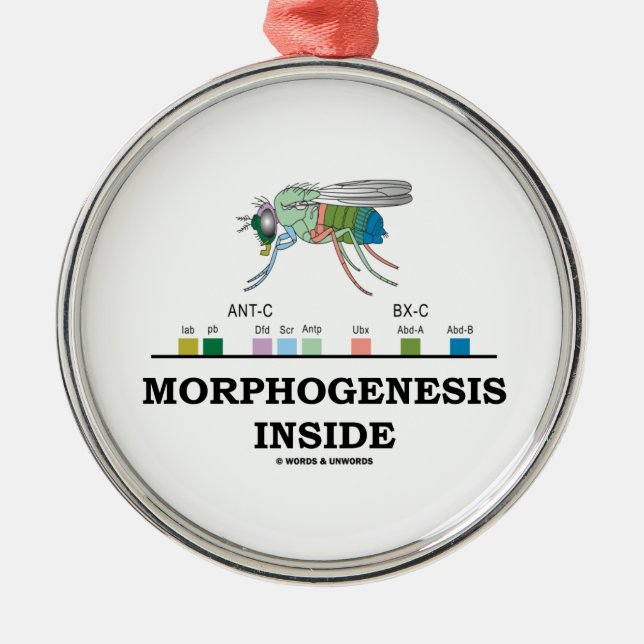 Morphogenesis Inside Drosophila Fruit Fly Genes Metal Ornament (Front)