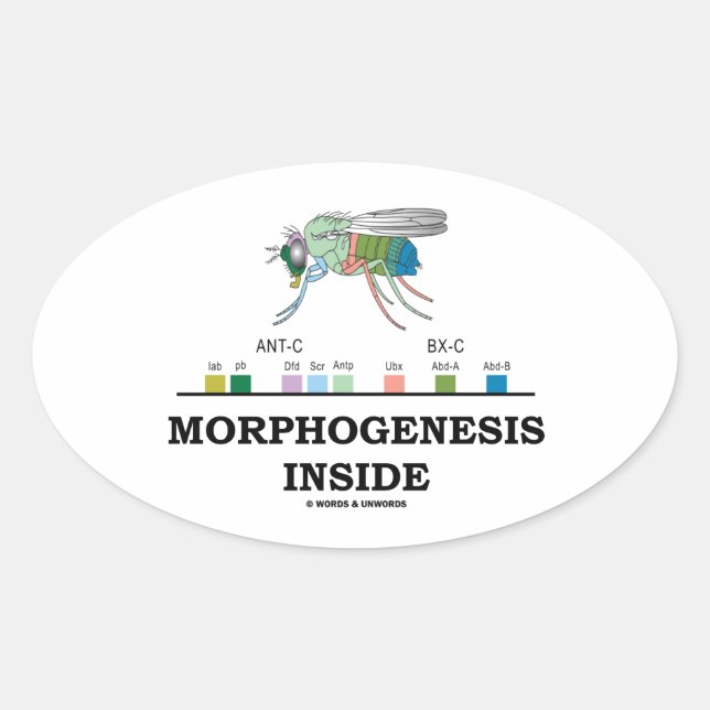 Morphogenesis Inside Drosophila Fruit Fly Genes Oval Sticker (Front)