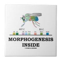 Morphogenesis Inside Drosophila Fruit Fly Genes