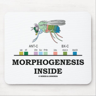 Morphogenesis Inside (Fruit Fly Drosophila Genes) Mouse Pad