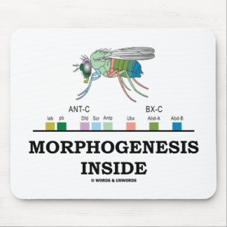 Morphogenesis Inside (Fruit Fly Drosophila Genes) Mouse Pad