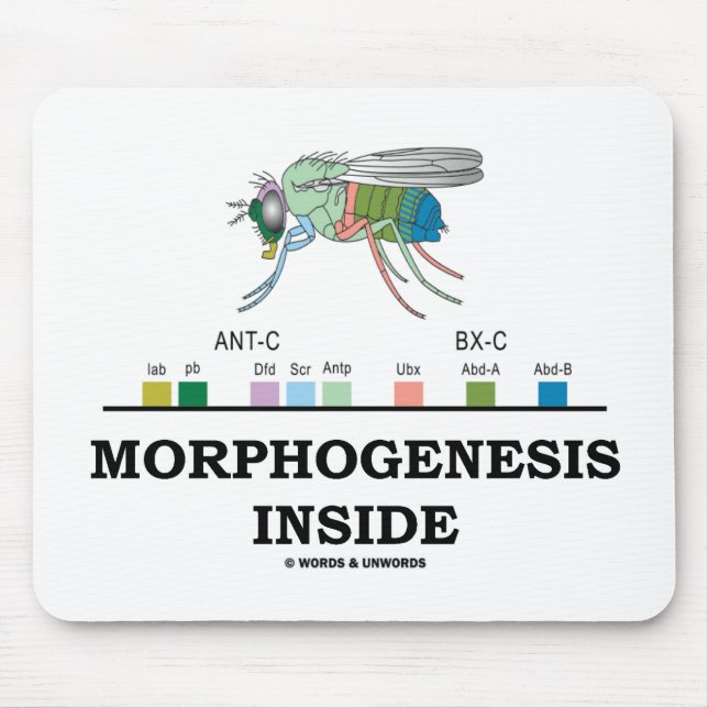 Morphogenesis Inside (Fruit Fly Drosophila Genes) Mouse Pad (Front)