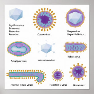 Morphologie des virus courants Poster