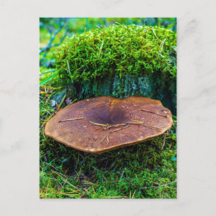 Morrel mushroom green nature grass cottagecore postcard
