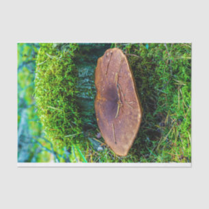 Morrel mushroom green nature grass  tissue paper