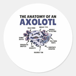 Mosaic Axolotl Explanation Anatomy Of An Axolotl Classic Round Sticker