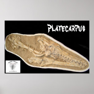 Mosasaur Skull in Matrix Poster