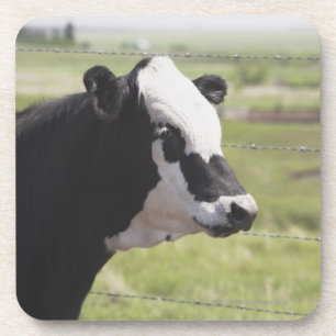 Moseleigh, Alberta, Canada Coaster