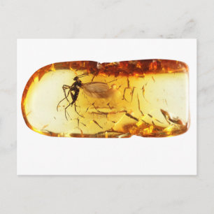 Mosquito inside amber postcard