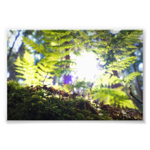 Moss and Fern Sunflare Photo Print